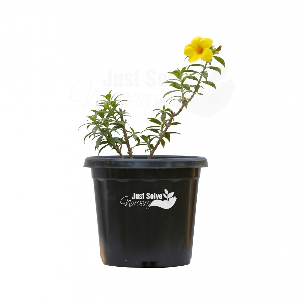 Bush Allamanda (Yellow) - Plant