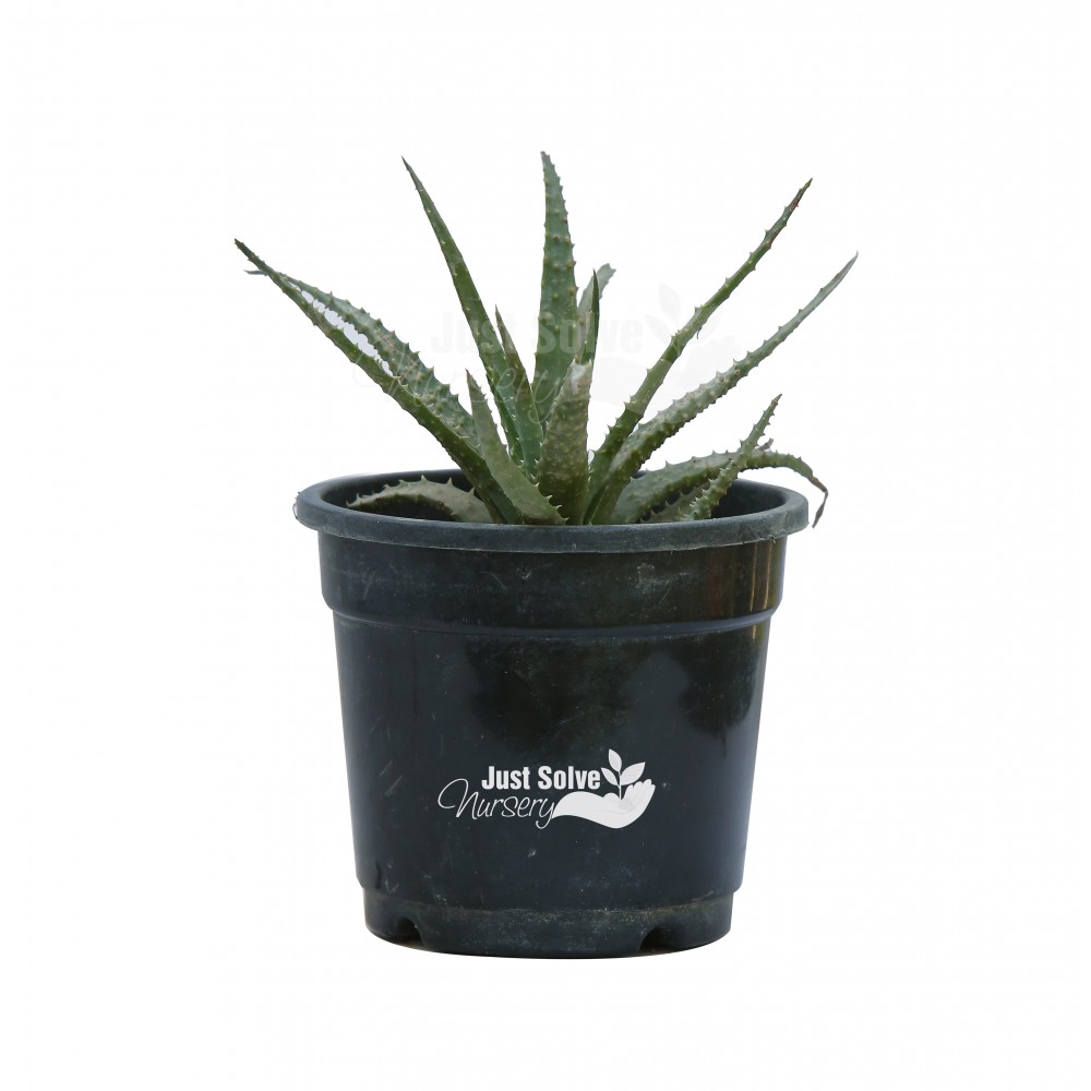 Aloe vera - Succulent Plant