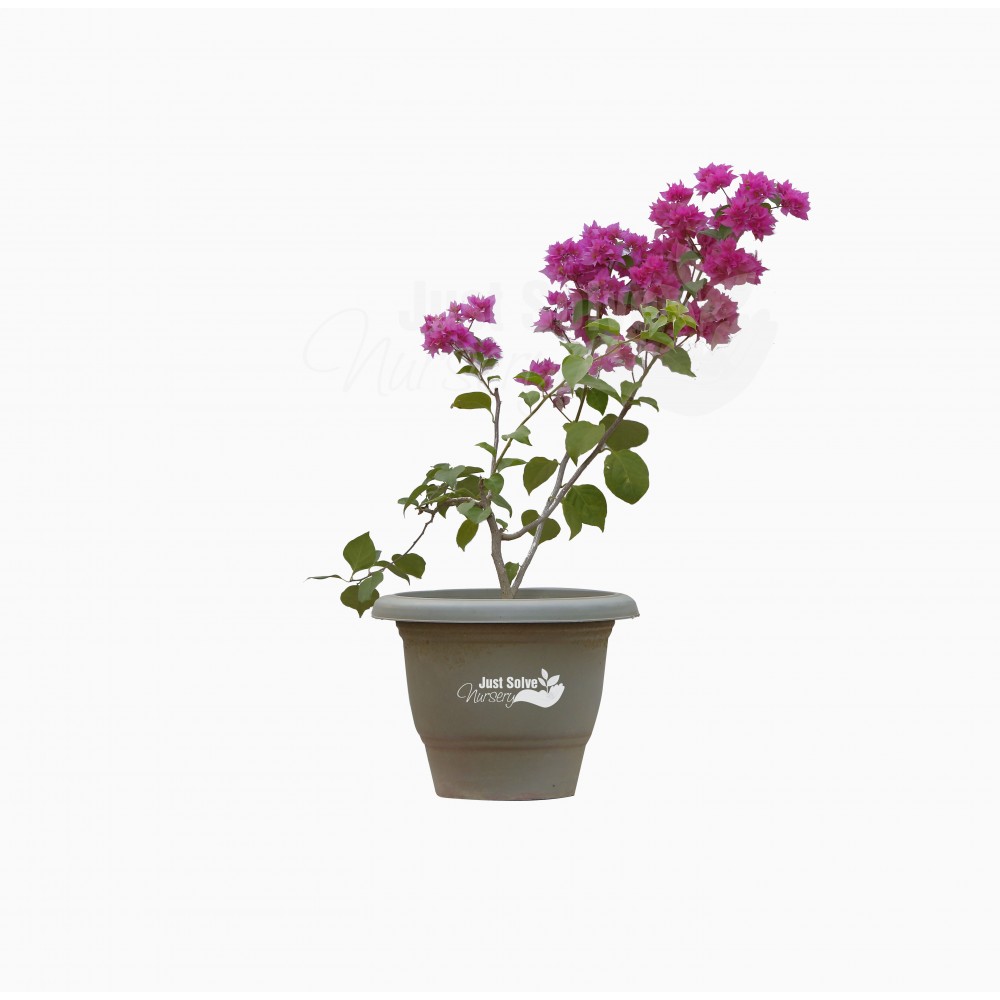 Bougainvillea Plant Pink