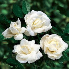 Button Rose (white) Plant