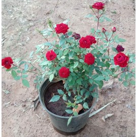 Button Rose (Red) Plant