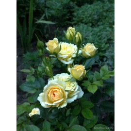 Button Rose (Yellow) Plant