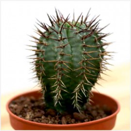 African Milk Barrel Cactus