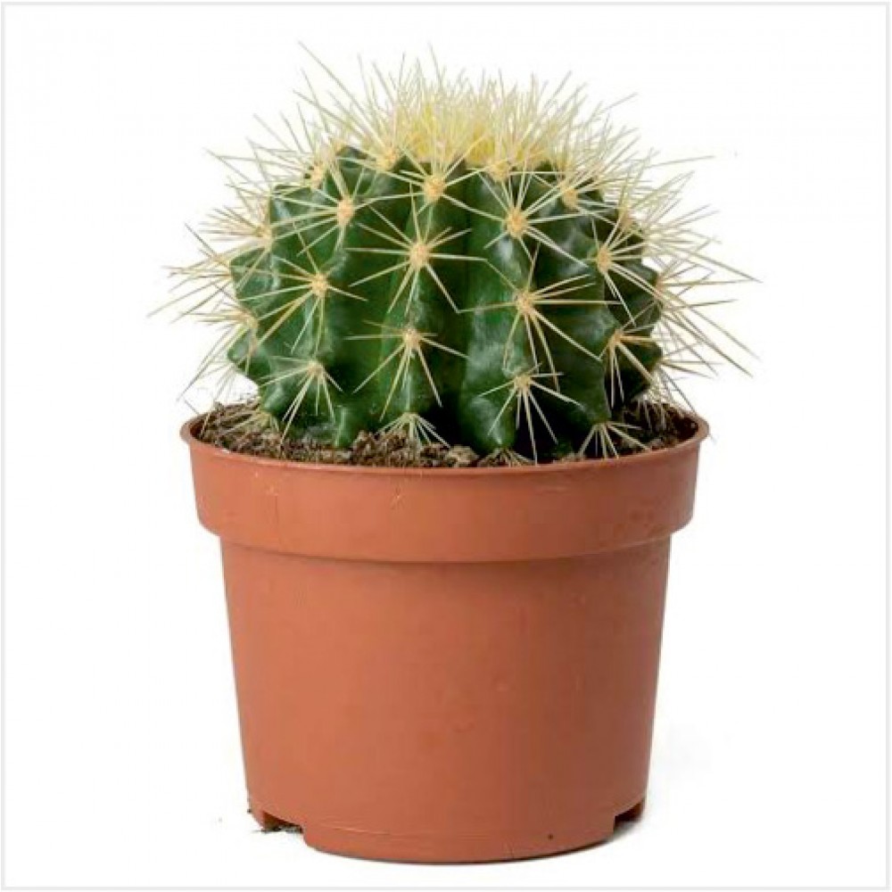 Ball-Type-Cactus