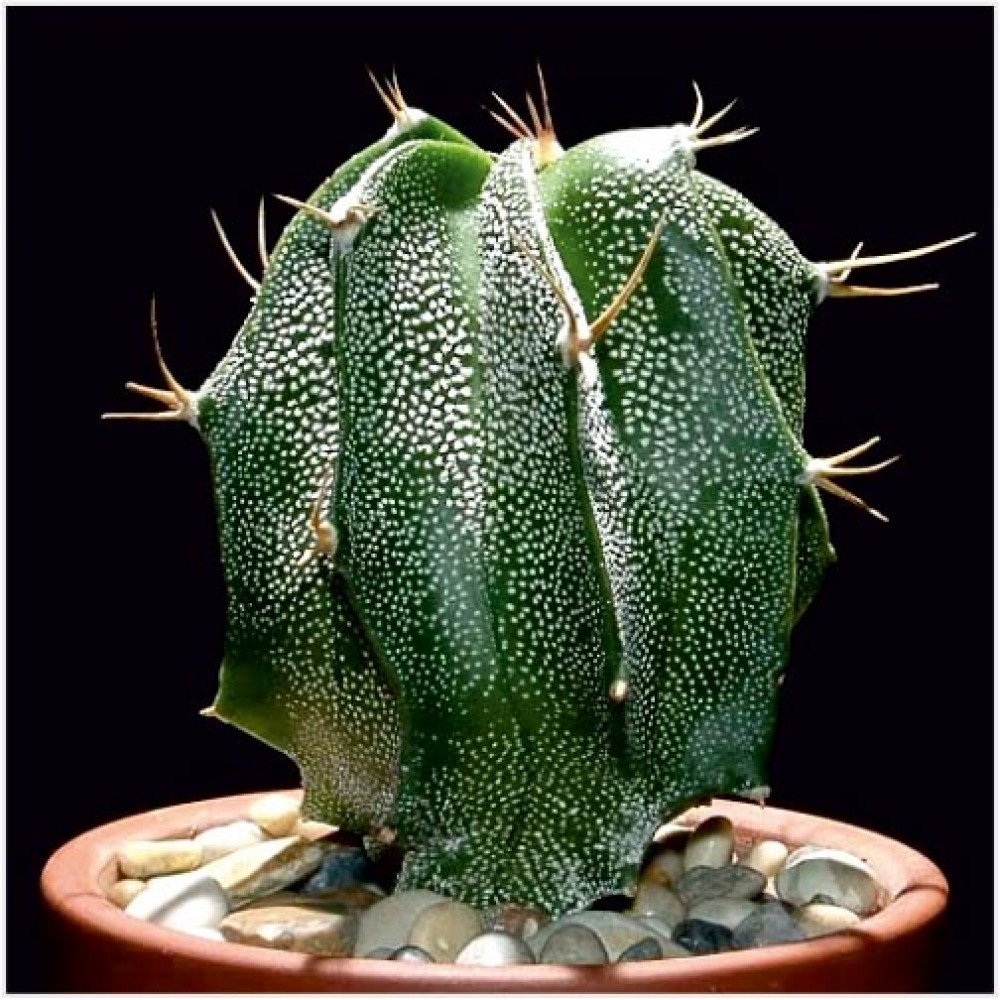 Astrophytum ornatum Cactus