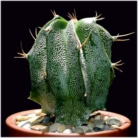 Astrophytum ornatum Cactus