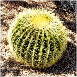 Golden-Barrel-Cactus