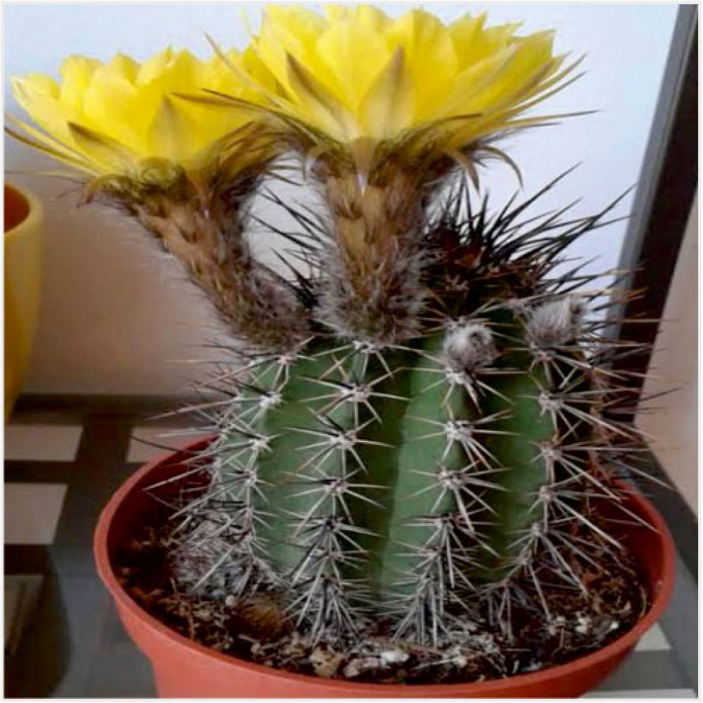 Golden-Eastern-lilly-Cactus