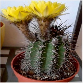 Golden-Eastern-lilly-Cactus