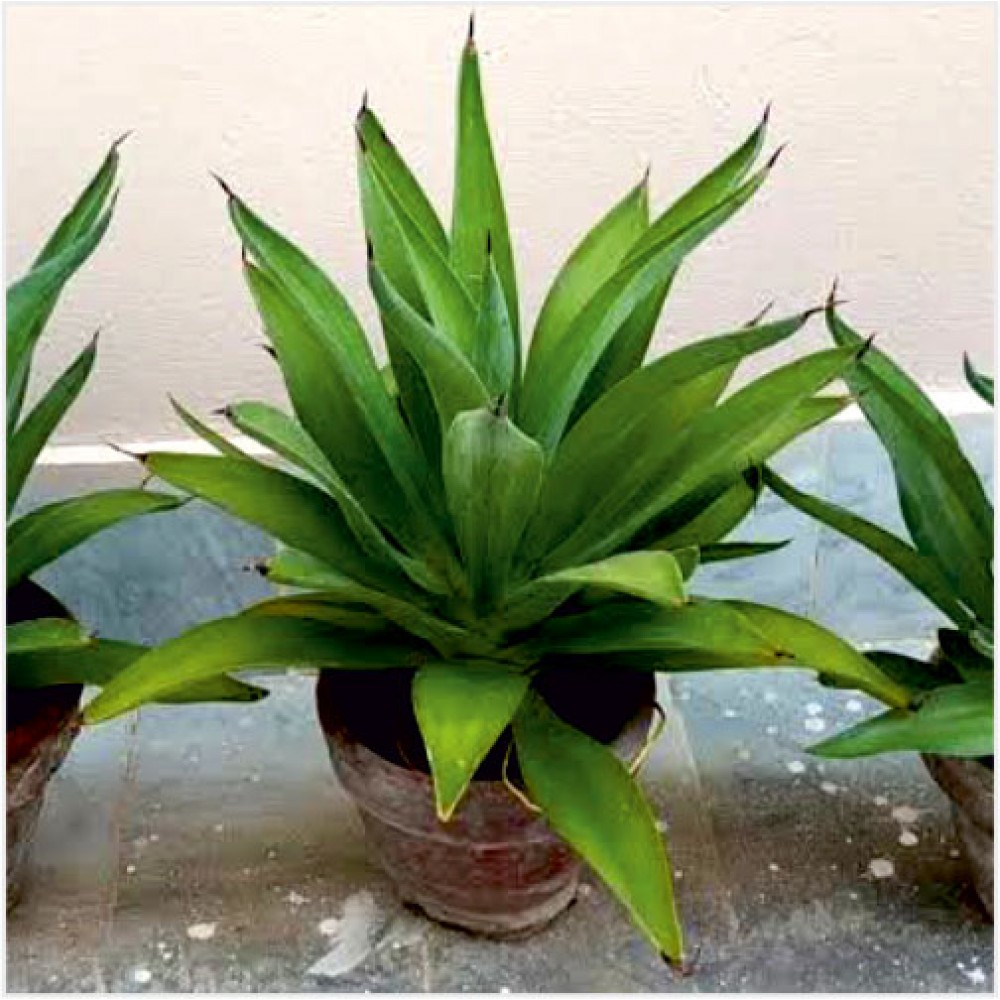 Kamal-Cactus