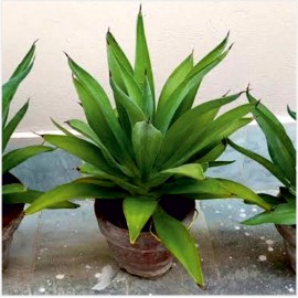 Kamal-Cactus