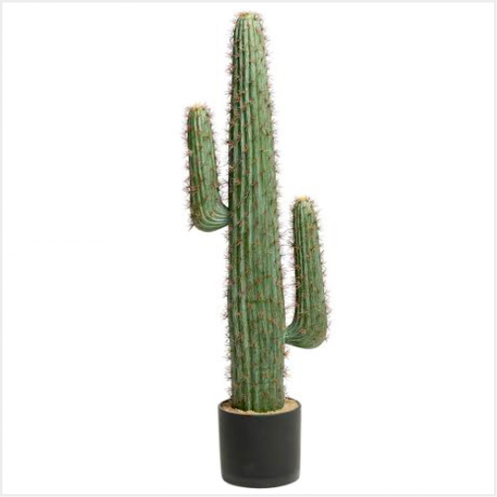 Long-Cactus