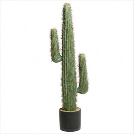 Long-Cactus