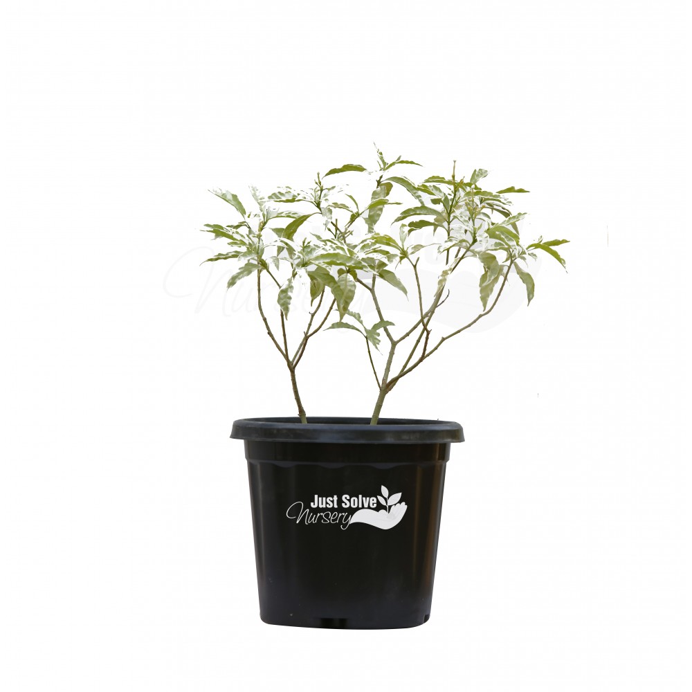 Chandani Variegated Plant