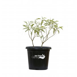 Chandani Variegated Plant