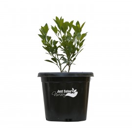 Chinese Orange Dwarf Plant 