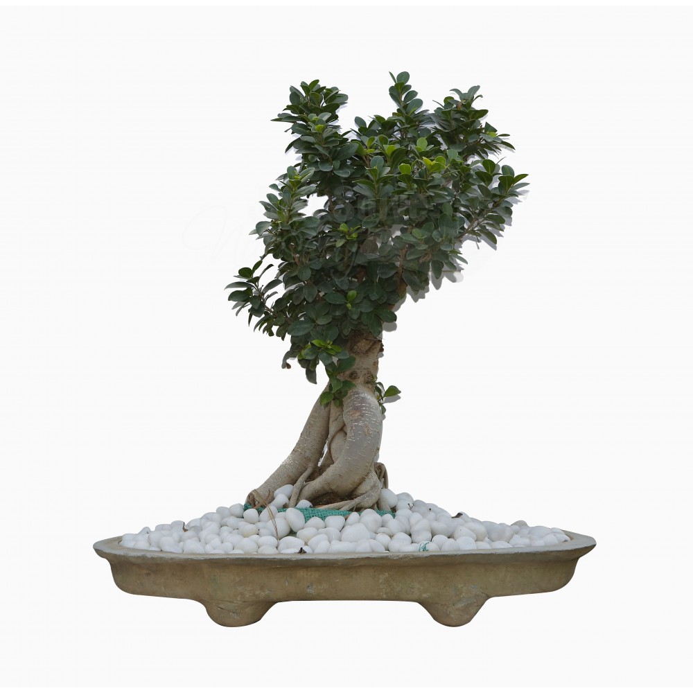 Chinese Orange Plant - Bonsai