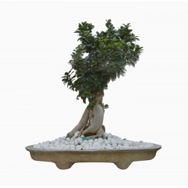 Chinese Orange Plant - Bonsai