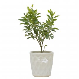 Chinese Orange Dwarf Plant 