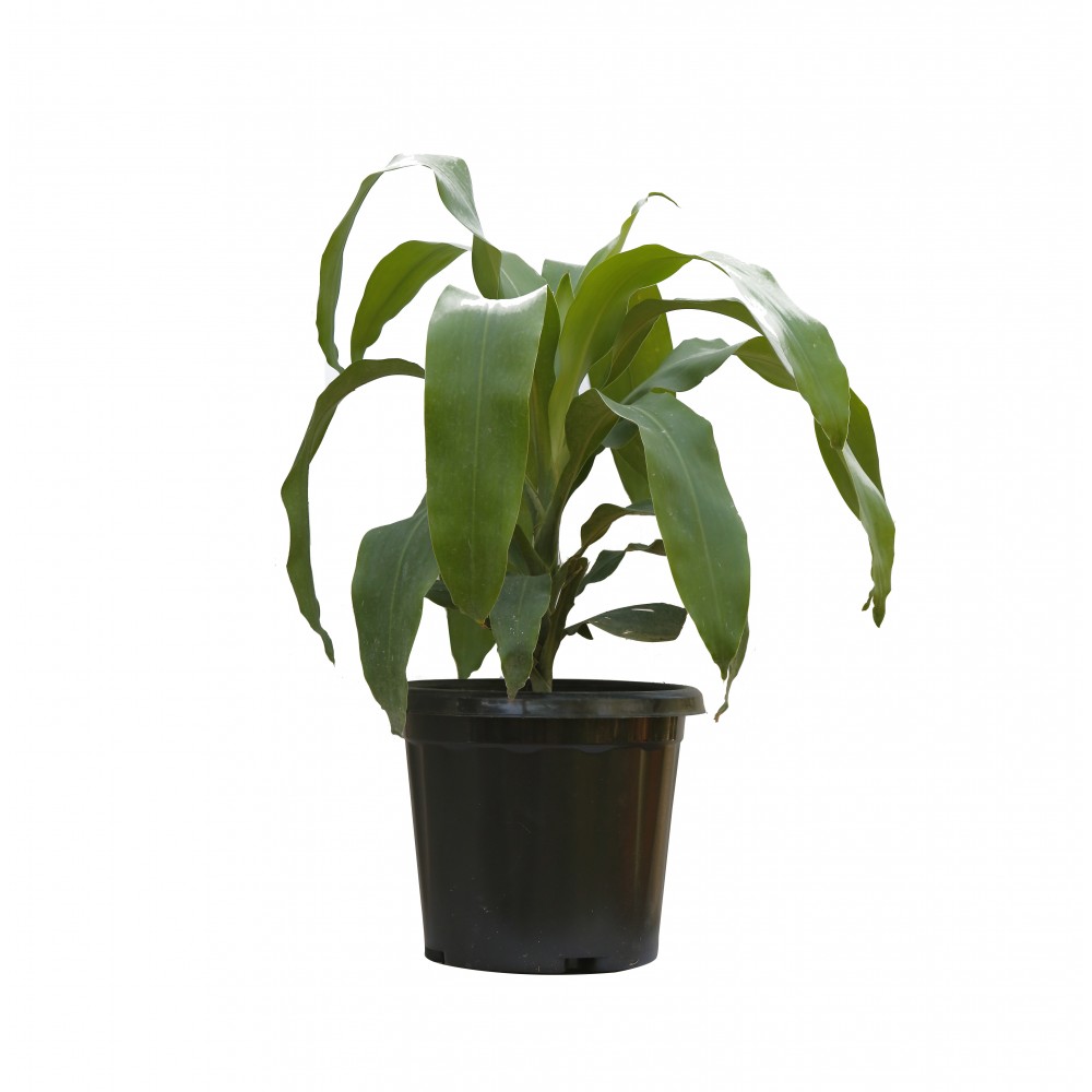 Cordyline Green leaves Plant