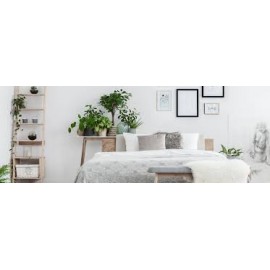Plants for Bedroom
