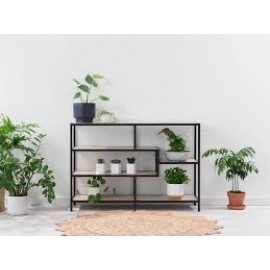 Plants for Living Room