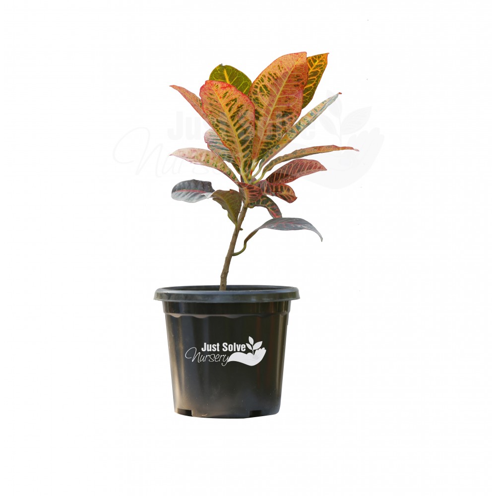 Croton Plant