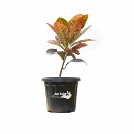 Croton Plant
