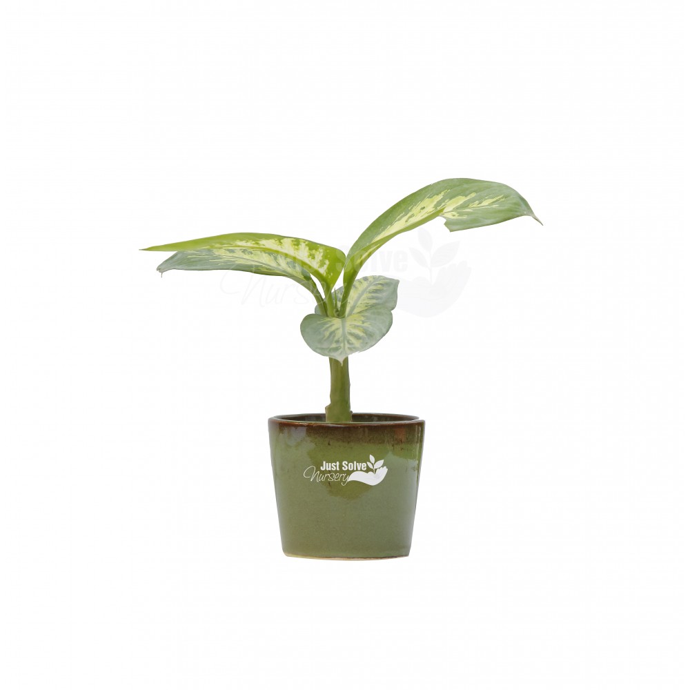 Dieffenbachia Amoena Tropic Snow - Plant