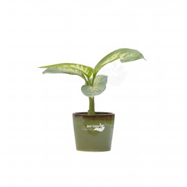 Dieffenbachia Amoena Tropic Snow - Plant