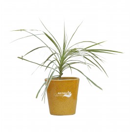 Dracaena Plant