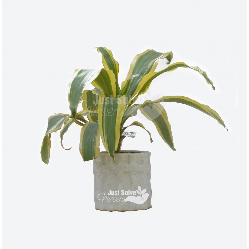 Dracaena fragrans ‘Massangeana’ Plant
