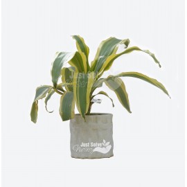Dracaena fragrans ‘Massangeana’ Plant