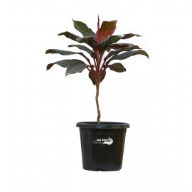 Dracaena Mahatma, Cordyline Terminalis Mahatma 
