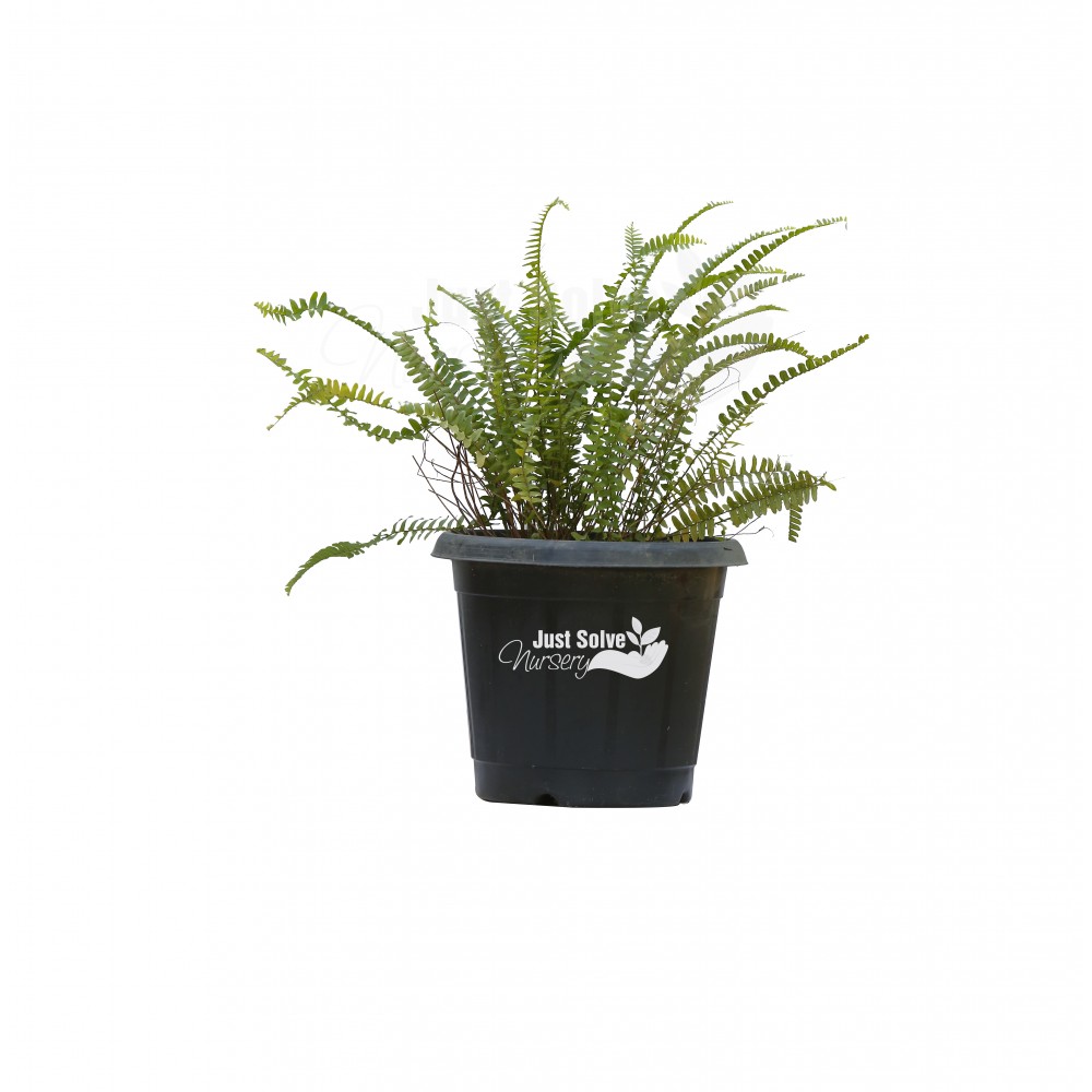 Fern Plant