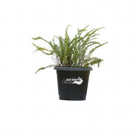 Fern Plant