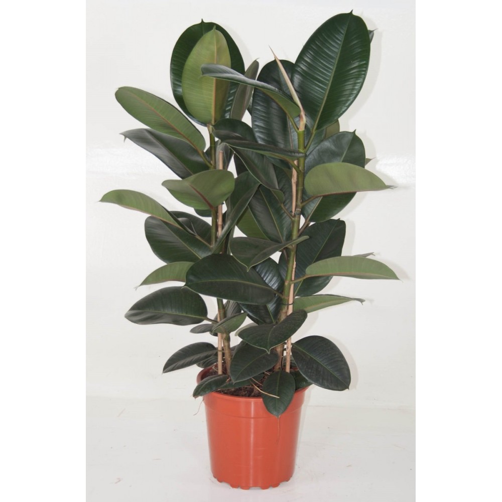Ficus Elastica Tricolour, Tineke Rubber Plant