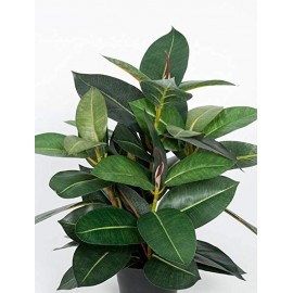 Ficus Elastica Tricolour, Tineke Rubber Plant