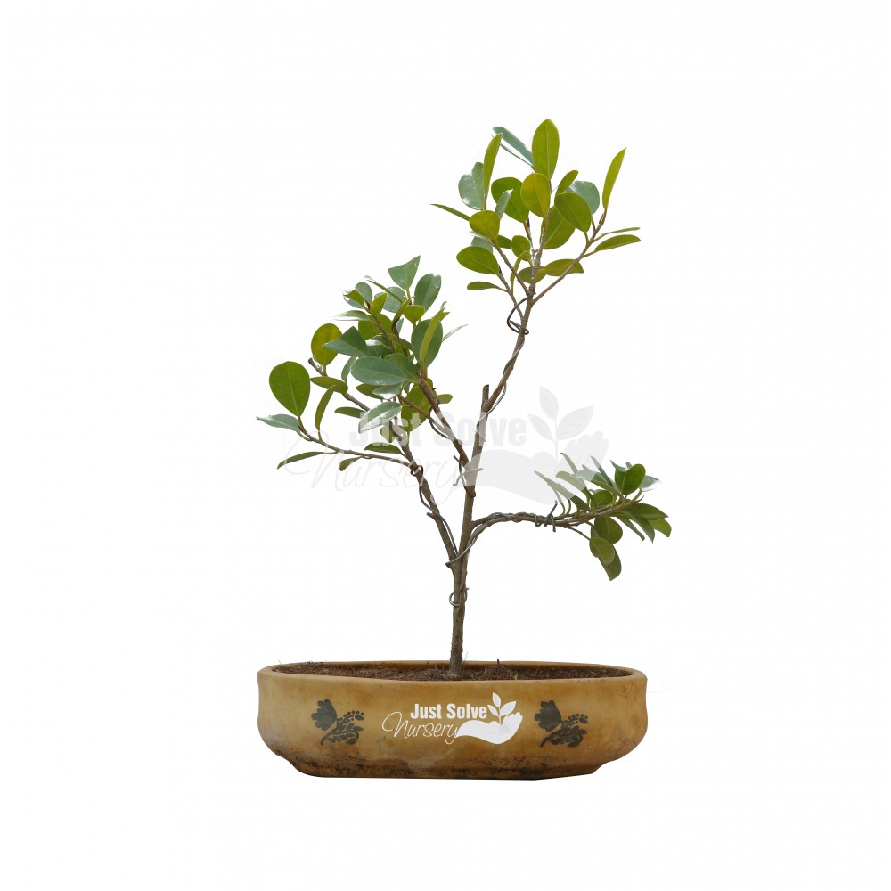 Ficus Microcarpa