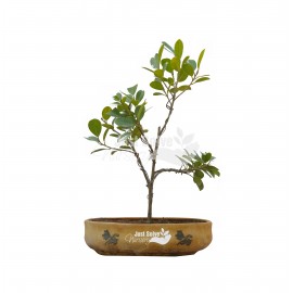 Ficus Microcarpa