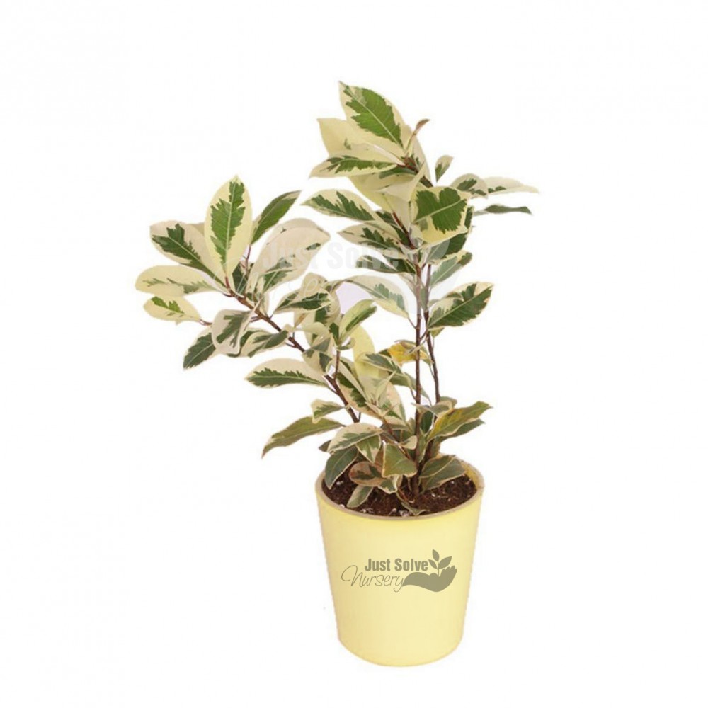 Lush Green Ficus Safari Yellow Green Color Plant 