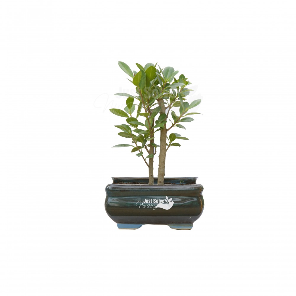 Ficus Plant