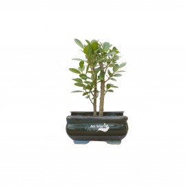 Ficus Plant