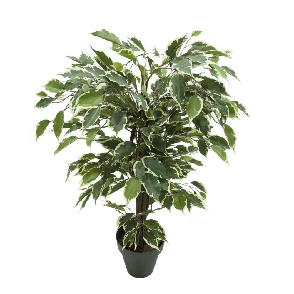 Ficus Benjamina Variegata, Variegated Weeping Fig