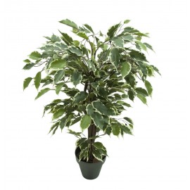 Ficus Benjamina Variegata, Variegated Weeping Fig