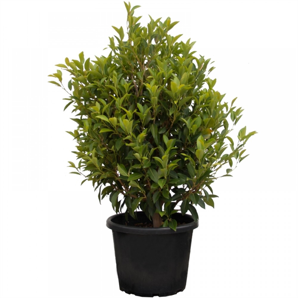 Ficus obliqua 'Figaro'