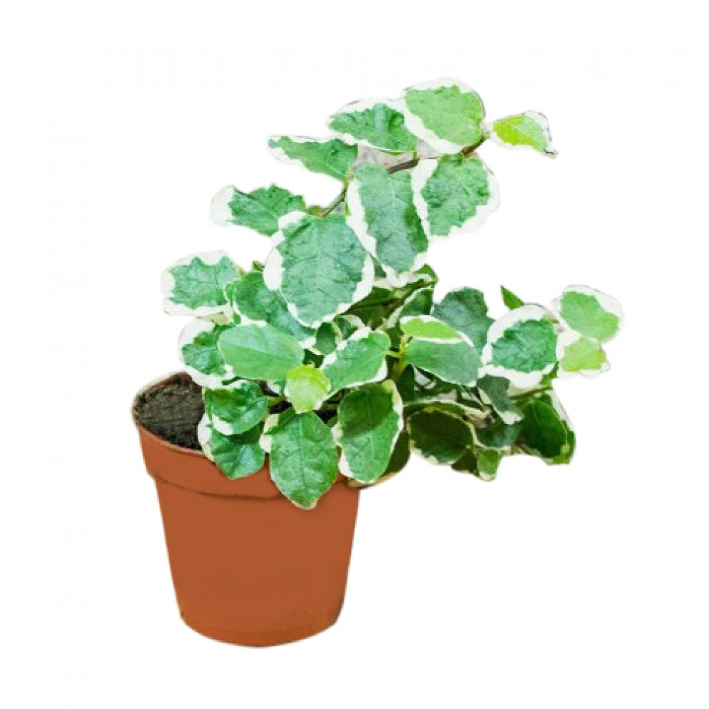 Ficus pumila variegated, Creeping fig variegated