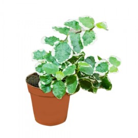 Ficus pumila variegated, Creeping fig variegated