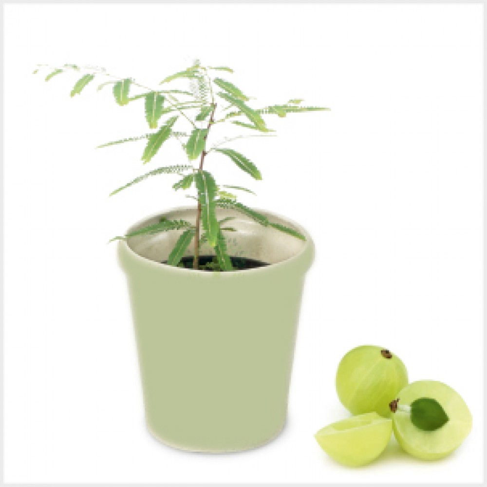 Amla Plant