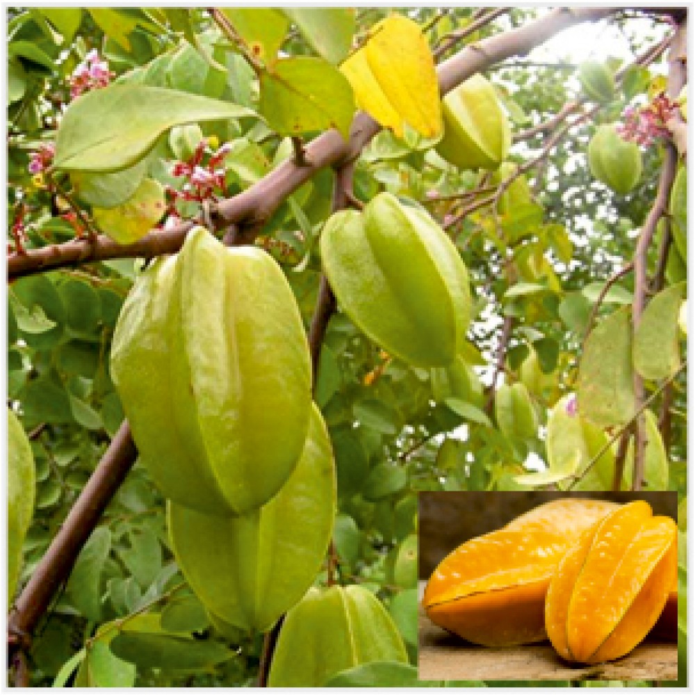 Kamrak, Starfruit Plant